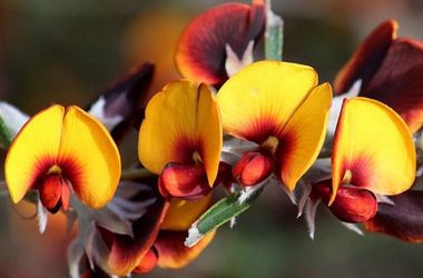 Description of image