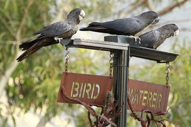 Bird Waterers Image