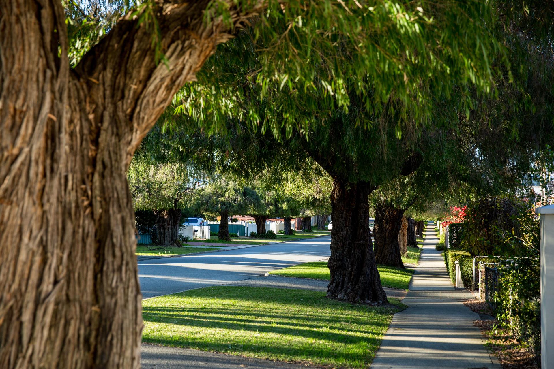 Leafy Streets Image