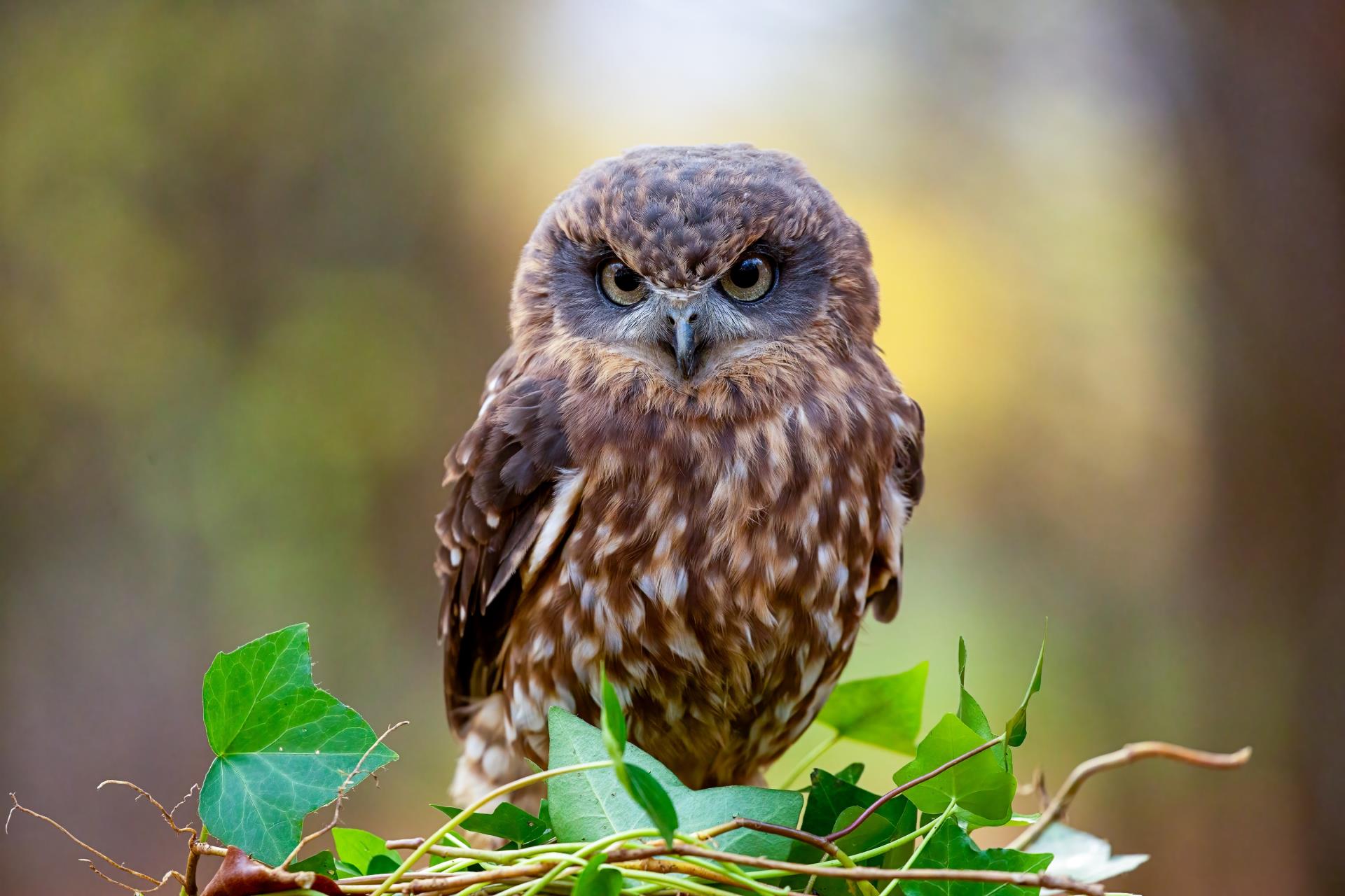 Bird Friendly Rodent Control Image