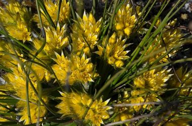 Description of image