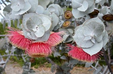 Description of image