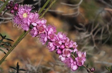 Description of image