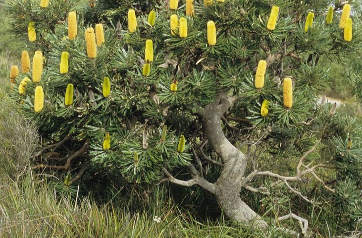 Description of image