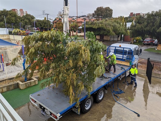 Library Preview: Perth Montessori School Tree Planting