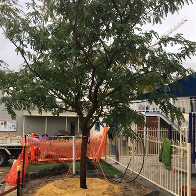 Image Perth Montessori Tree Planting 2022 -