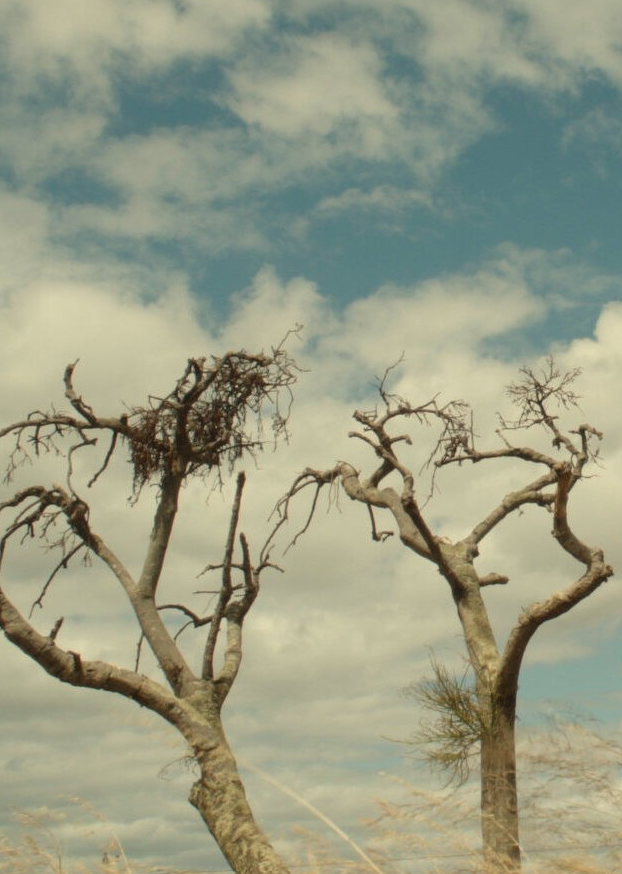 Genocide in the Wildflower State showing and conversation