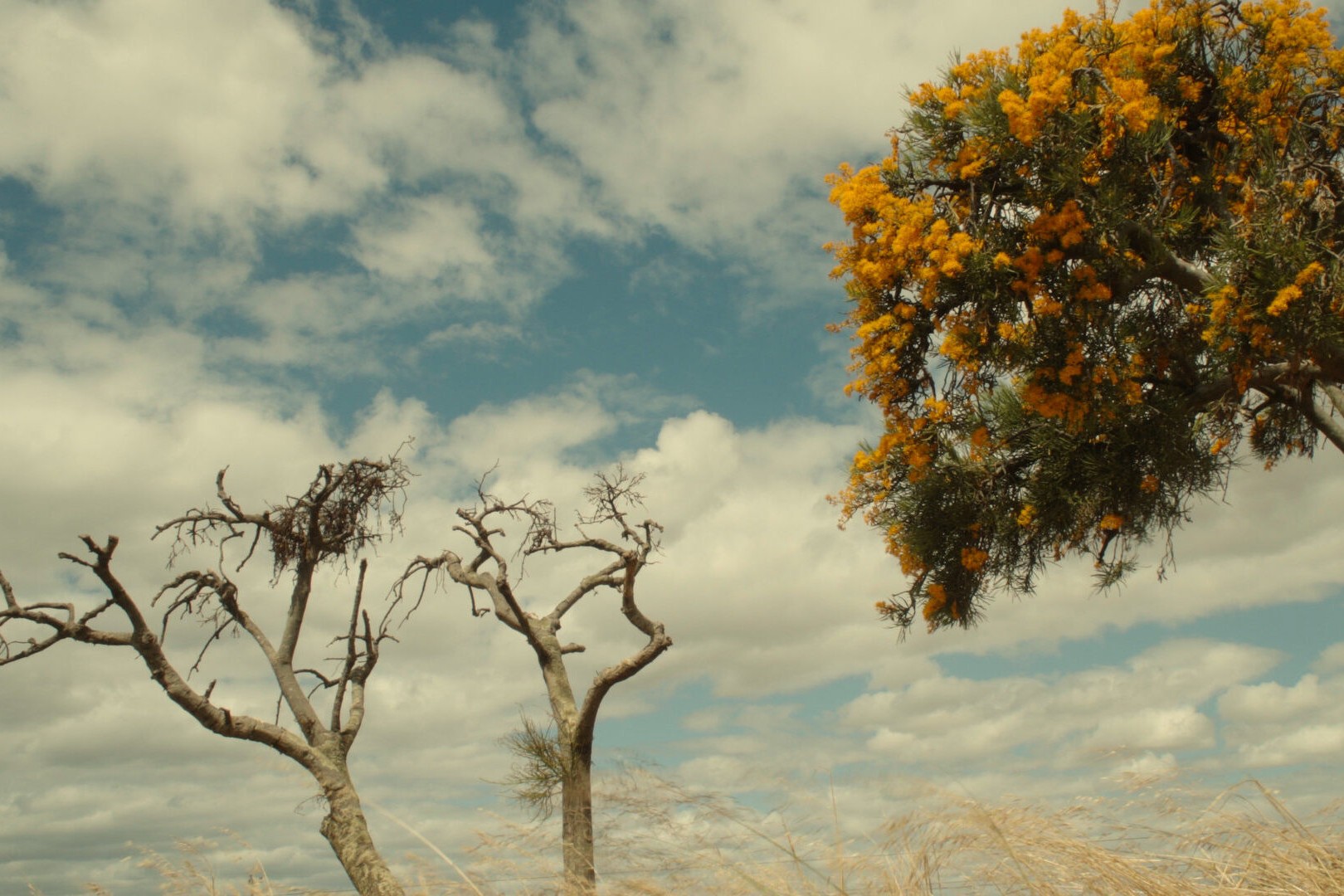 Screening Genocide in the Wildflower State