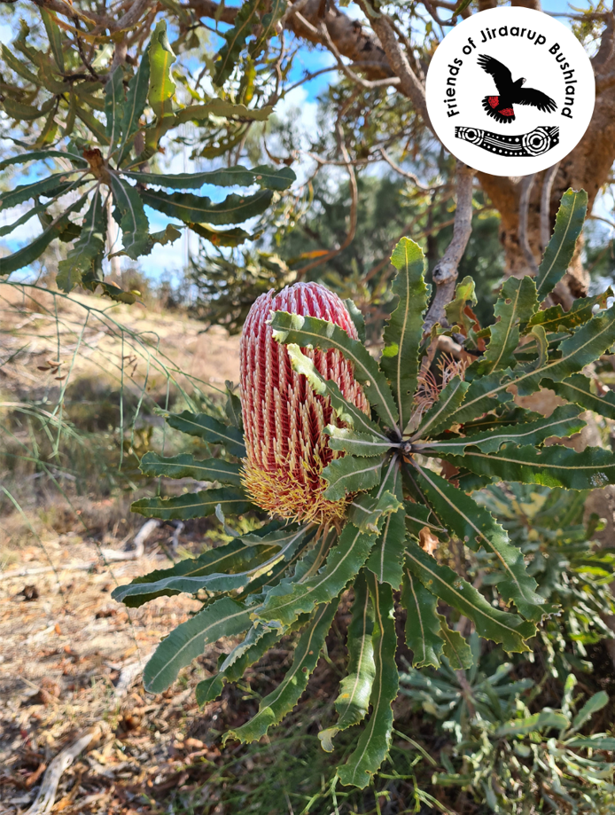 Walk on Country with Noongar local Dylan Collard