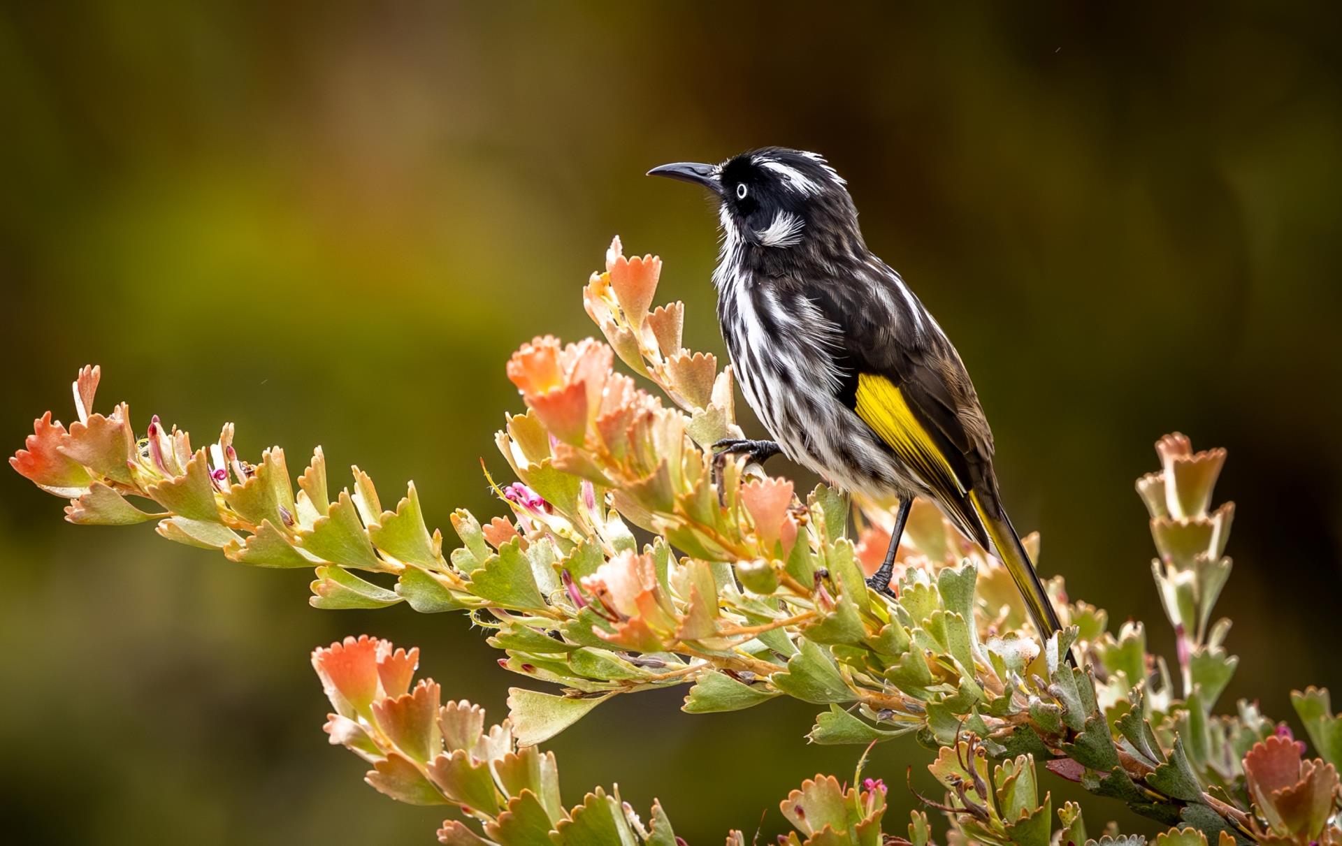 Rewild Your Garden: How to Get Started!