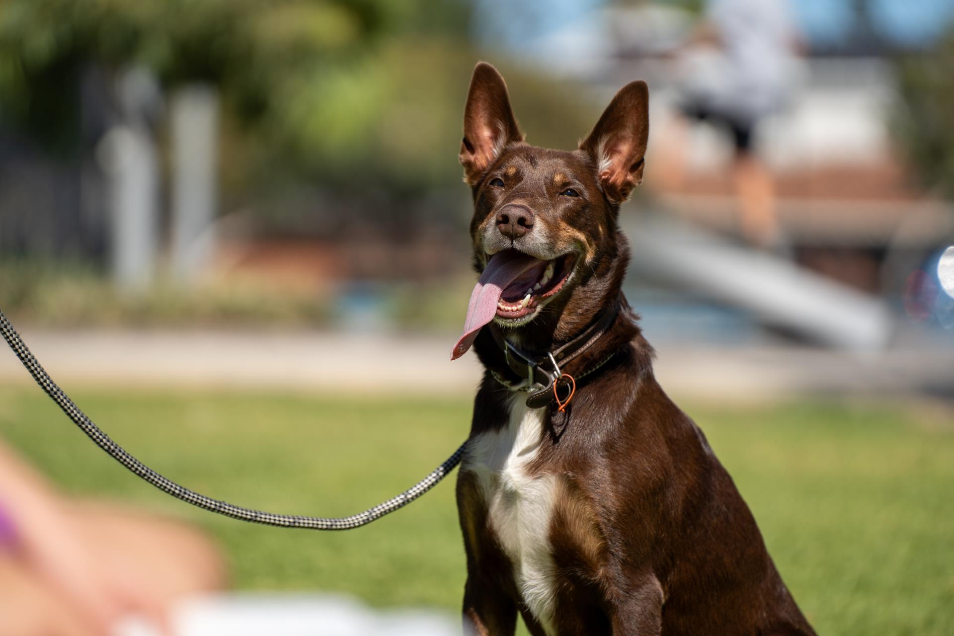 Koolbardi Park dog enclosure notice