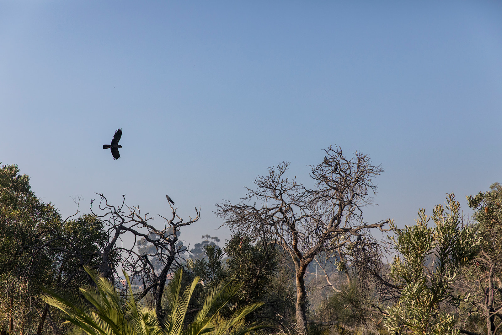 A message from Mayor Karen Vernon: Perth Invasion Day rally