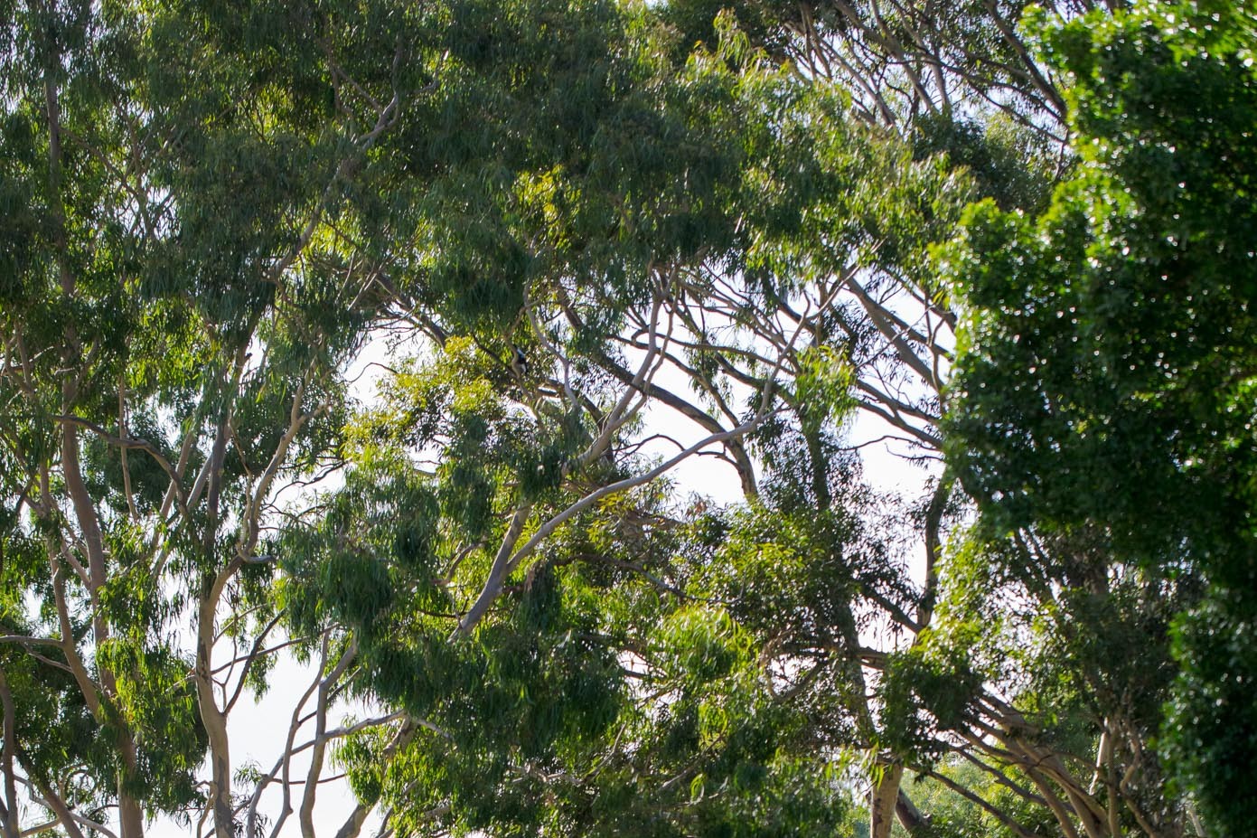 Elizabeth Baillie Park upgrade - additional tree removals