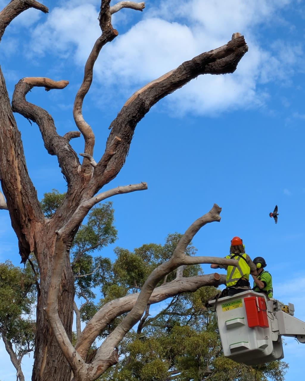 Tree hollow project at Elizabeth Baillie Park