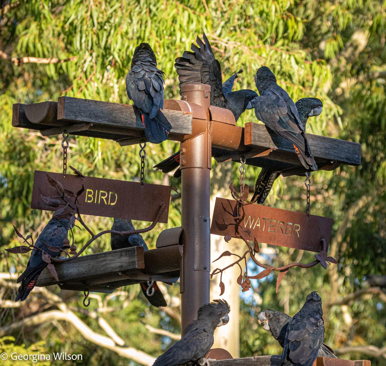 A major milestone for wildlife conservation: 200 Cockitroughs® and
