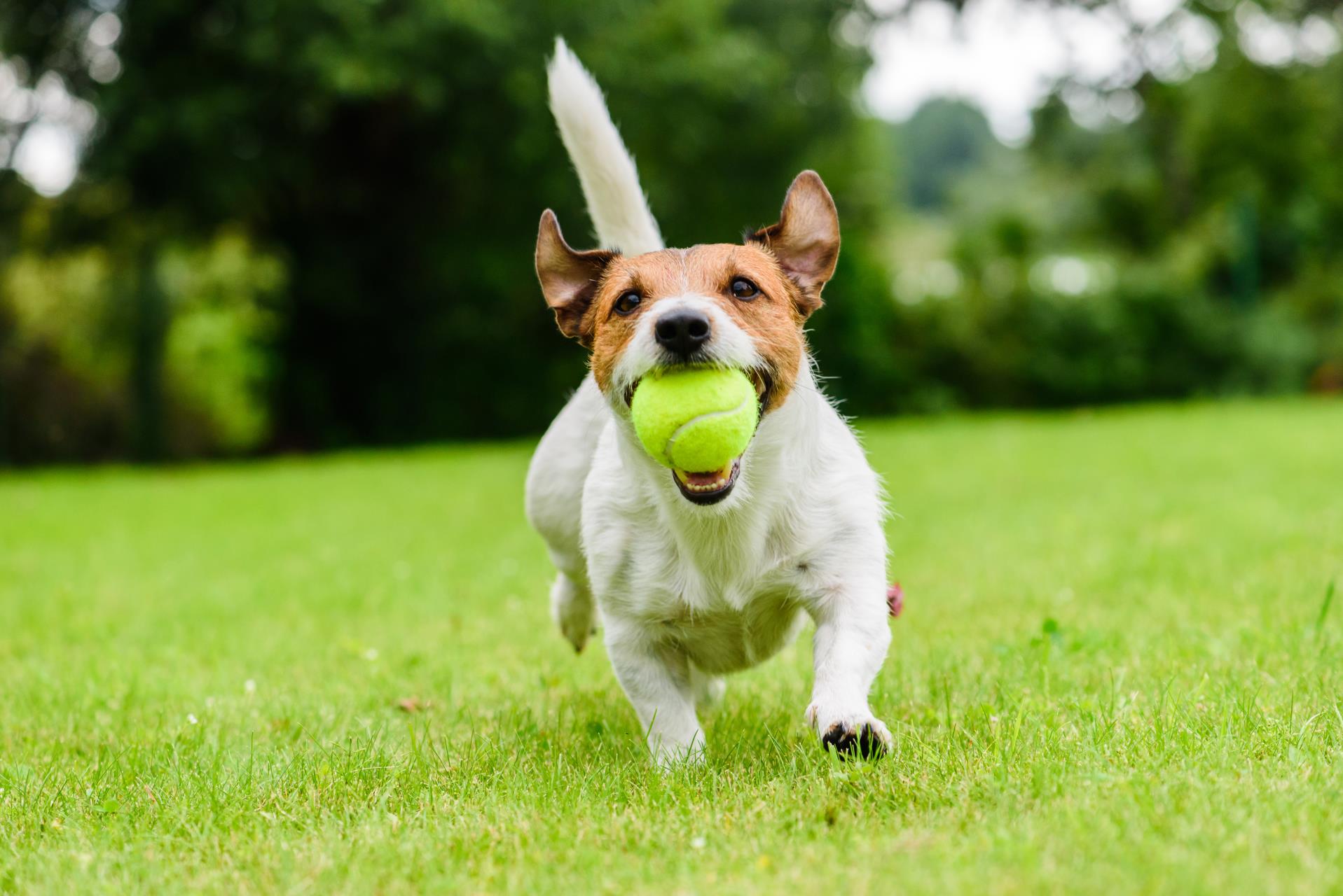 Koolbardi Dog Park Closure