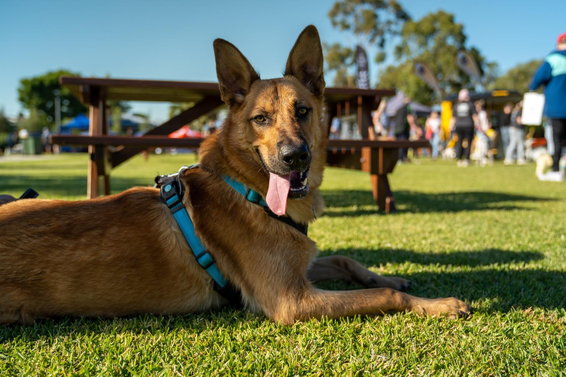 Temporary Closure of Koolbardi Dog Park