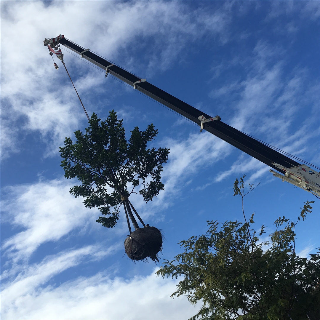 Perth Montessori Tree Planting 2022 - Crane Image