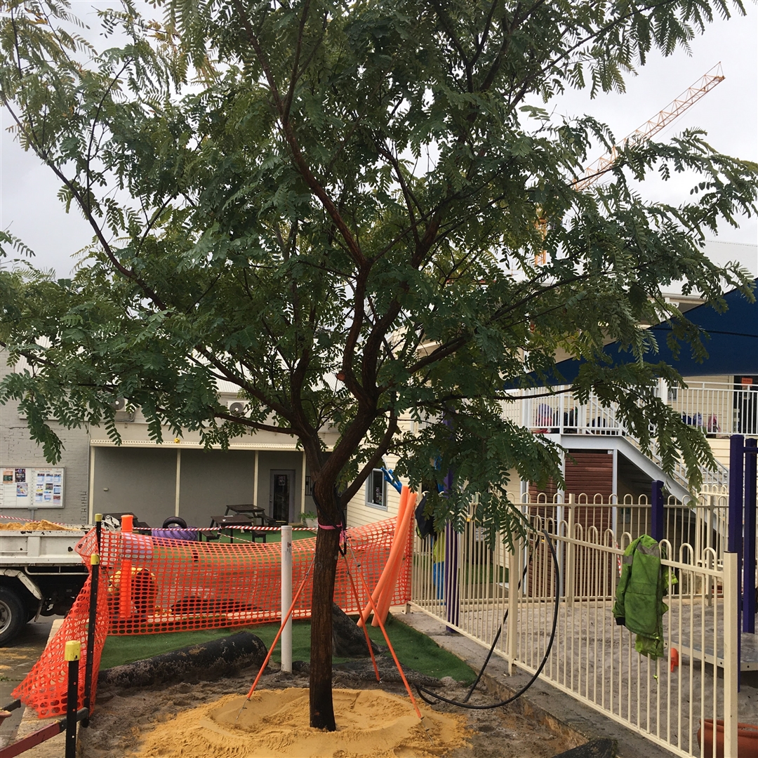Perth Montessori Tree Planting 2022 - Planted Image