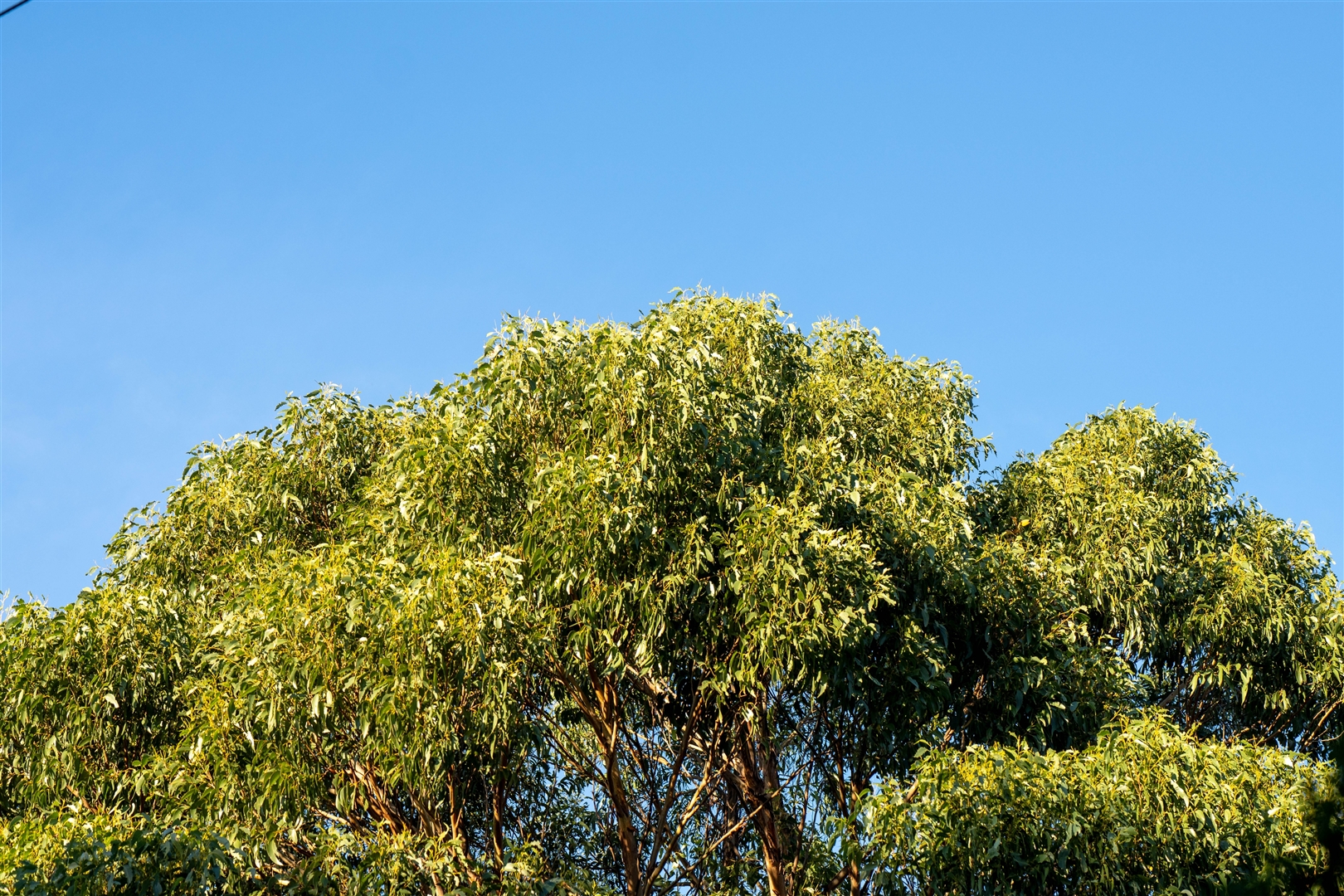 shutterstock_2478035031